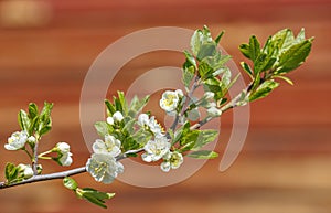 Plum tree blossoming branches on brown