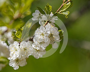 Plum tree blossoming branches on green