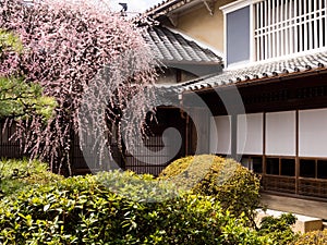 Plum tree blossoming in a Japanese garden