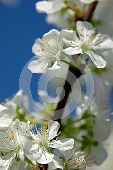Plum tree blossoming in the orchard