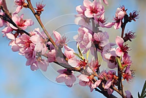 Plum tree blossoming