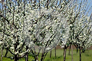 Plum tree blossoming in the orchard