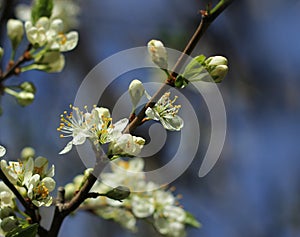 Plum tree blossoming