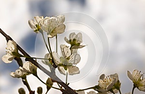 Plum Tree Blossoms