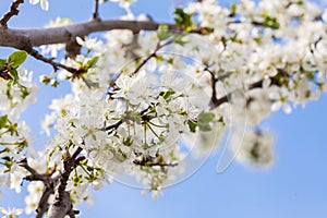 Plum tree blossoms on blurred background