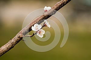 Plum tree blossoms in spring
