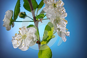 Plum Tree Branch with Blooming Flowers on Blue