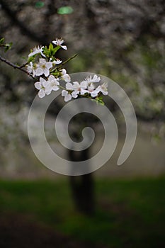 Prugna un albero ramo fioritura bianco fiori presto arrivo primavera 