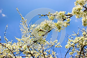 Plum tree branch filled with white flowers and beautiful blue sky background