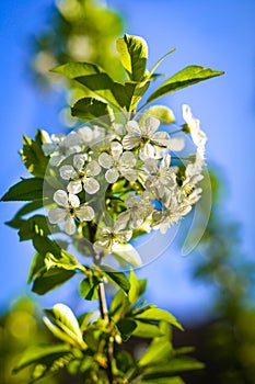 Plum tree branch filled with white flowers and beautiful blue sky background