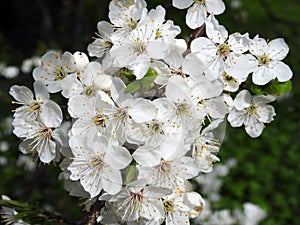 Beautiful white plum trees branch with flowers, Lithuania