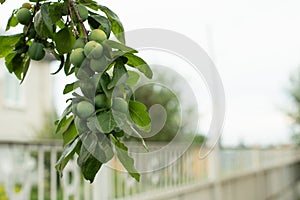 Plum tree branch with green unripe plums, fruits of organic plum close-up, copy space