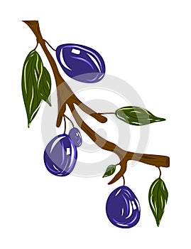 Plum tree branch isolated on white vector illustration. Idea for decors, celebrations, spring themes. Ready-made artwork.