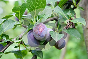 Plum tree branch with ripe juicy fruits on sunset light