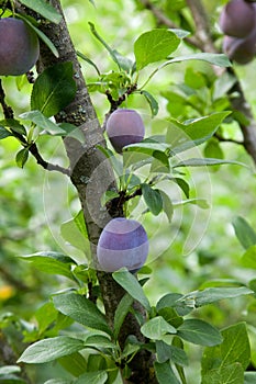 Plum tree branch with ripe juicy fruits on sunset light