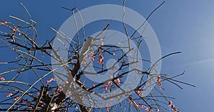 Plum tree branches and plum blossoms, weeping plum tree, swaying in the wind