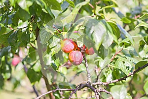 Plum tree branches with ripe sweet juicy fruits in sunset light