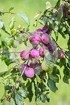 Plum tree branches with ripe sweet juicy fruits in sunset light