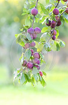 Plum tree branches with ripe sweet juicy fruits in sunset light