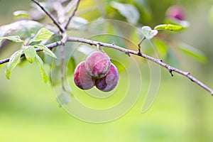 Plum tree branches with ripe sweet juicy fruits in sunset light