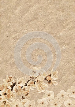 Plum-tree branck covered with flowers