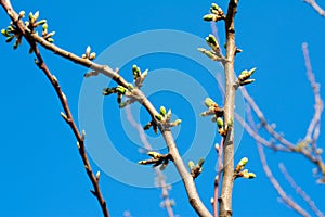 Plum tree buds on branch.