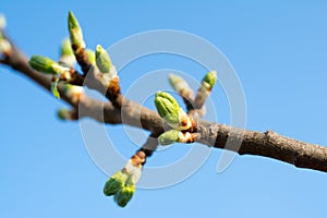 Plum tree buds closeup