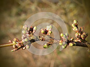 Plum tree buds before blooming