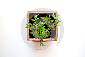 Plum tree in clay pot on white background from above