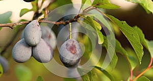 Plum tree closeup