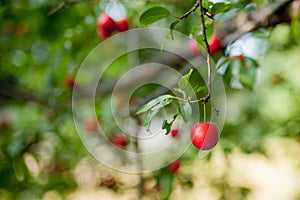 Plum tree with delicious big red plums at sunrise closeup