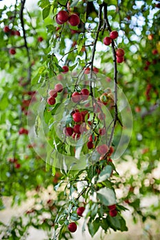 Plum tree with delicious big red plums at sunrise closeup