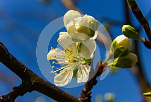 Plum tree flower and bulbs with blue sky background