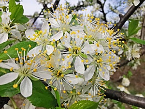 Plum tree flower close image