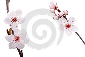 Plum tree flowers photo