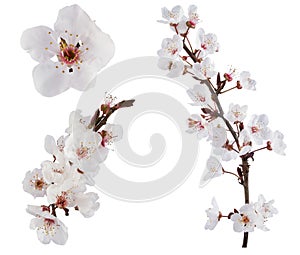 Plum-tree flowers. photo