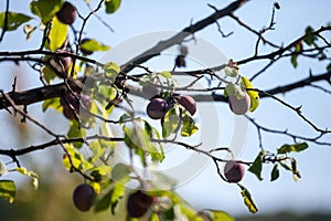 Plum tree with a focus on a branch with two Damson plums, from the prunus genre.