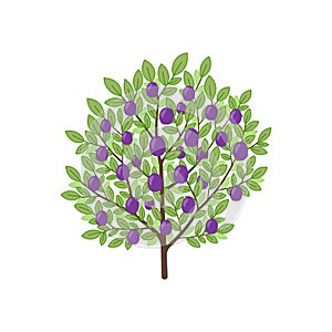 Plum tree. Fruit tree. Vector illustration.