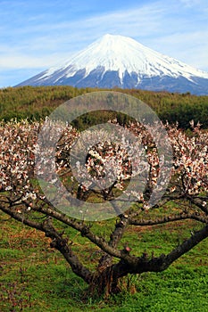 Plum Tree with Fuji
