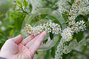 the plum tree is in full bloom. beautiful white flowers in early spring
