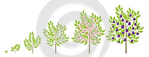 Plum tree growth stages. Fruit tree life cycle. Vector infographic illustration.