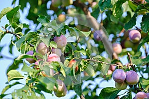 Plum tree with juicy fruits on sunset light download