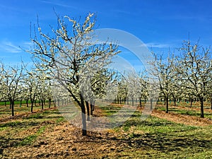 Plum tree orchard blossom.