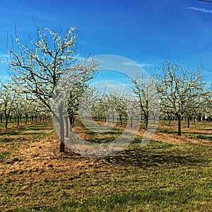 Plum tree orchard blossom.