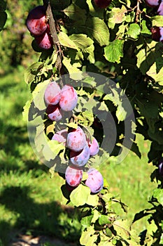 Plum tree in orchard