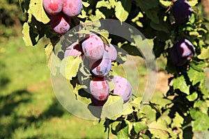 Plum tree in orchard