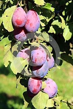 Plum tree in orchard