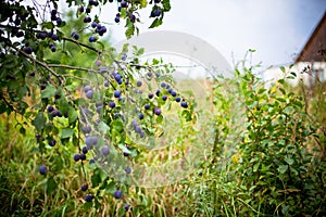 Plum tree in overgrown garden