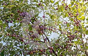 Plum tree with purple plums