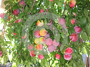 Plum Tree Santa Rosa Loaded With Fruits photo